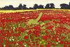 Red Field - Landscape Etching by jan Dingle