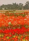 Still Blaze - Landscape Etchings from Print maker, Jan Dingle